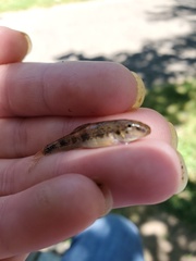 Hypentelium nigricans