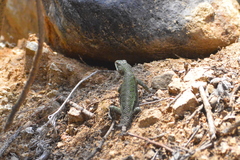 Sceloporus formosus