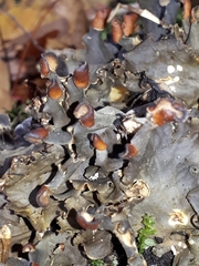 Peltigera polydactylon