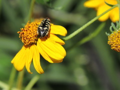 Acmaeodera disjuncta