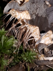 Peltigera polydactylon