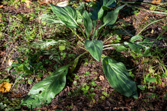 Cynoglossum officinale