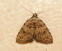 Tolpia conscitulana