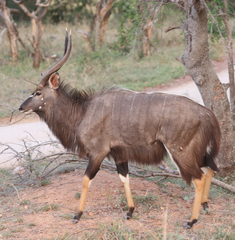 Tragelaphus angasii