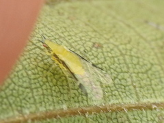 Monellia caryella
