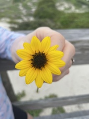 Helianthus debilis