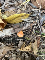 Trametes cinnabarina