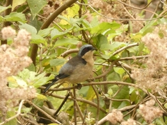 Pipraeidea melanonota