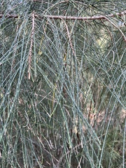Casuarina glauca