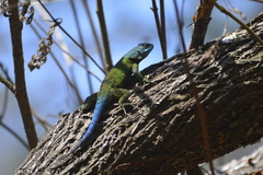 Sceloporus formosus