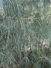 Casuarina glauca