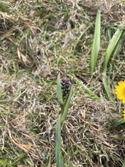 Stenotaphrum secundatum