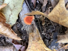 Trametes cinnabarina