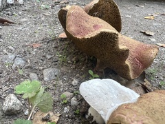 Xerocomellus dryophilus