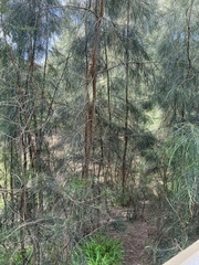 Casuarina glauca