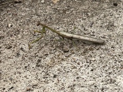 Stagmomantis carolina