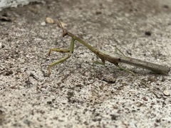 Stagmomantis carolina