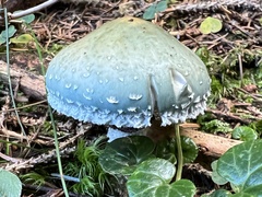 Stropharia aeruginosa