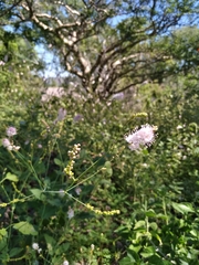 Boerhavia xantii