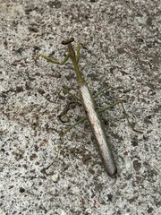 Stagmomantis carolina