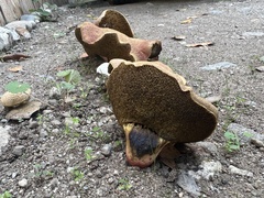 Xerocomellus dryophilus