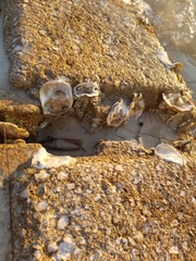 Crassostrea virginica