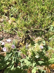 Heraclides cresphontes