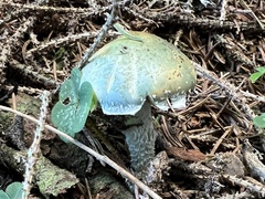 Stropharia aeruginosa