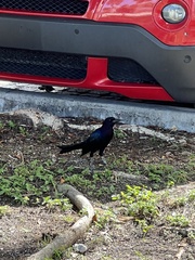 Quiscalus major westoni