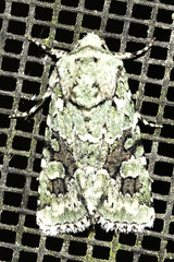 Lacinipolia laudabilis