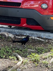 Quiscalus major westoni