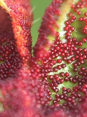 Synchytrium australe