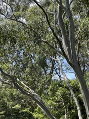 Eucalyptus tereticornis