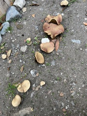 Xerocomellus dryophilus