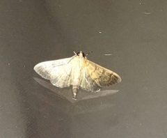 Psara obscuralis