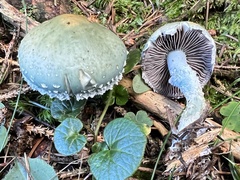 Stropharia aeruginosa