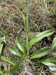 Stenotaphrum secundatum