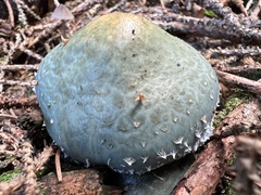 Stropharia aeruginosa