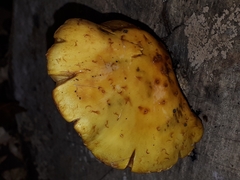Pholiota aurivella