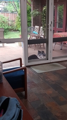 Alectura lathami lathami