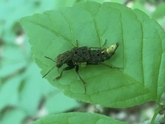 Ontholestes cingulatus