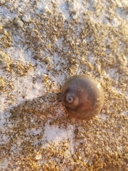Neverita duplicata