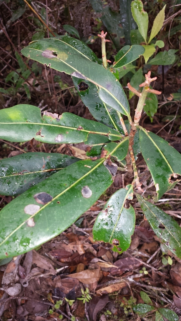 Uapaca densifolia