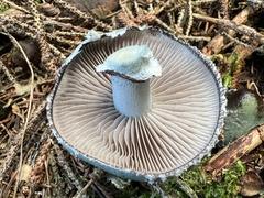 Stropharia aeruginosa