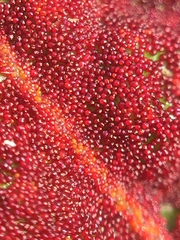 Synchytrium australe