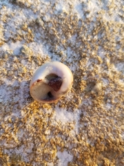 Neverita duplicata
