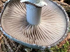 Stropharia aeruginosa
