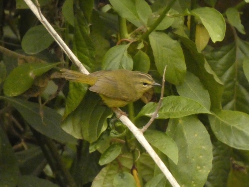 Two-banded Warbler (Myiothlypis bivittata), photo 8