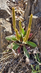 Plantago australis
