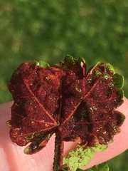 Synchytrium australe